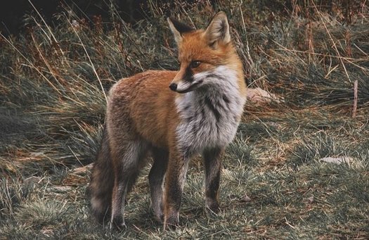 Foto von einem Fuchs