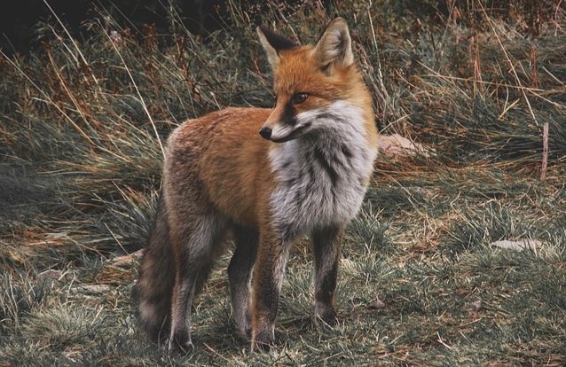 Foto von einem Fuchs