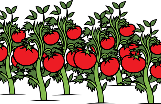 Illustation von Tomatenpflanzen