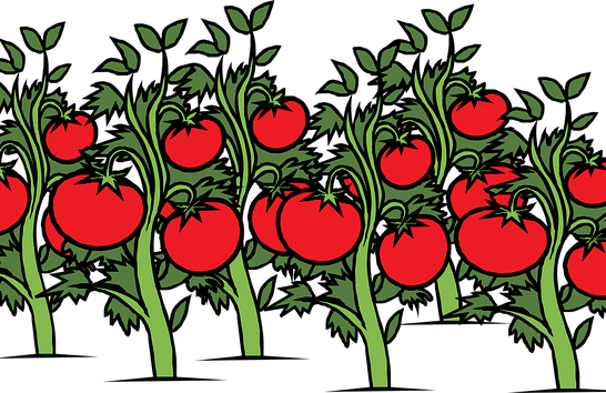 Illustation von Tomatenpflanzen