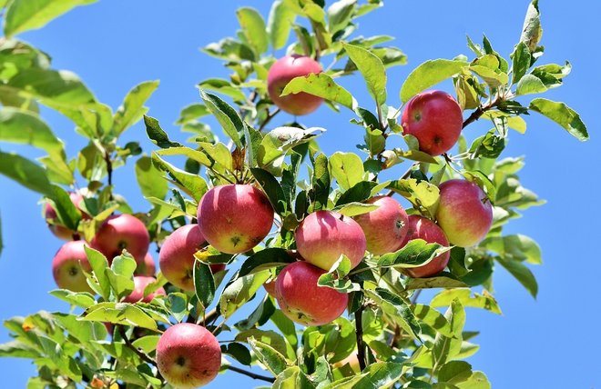 Foto: Ast von einem Apfelbaum mit reifen Äpfeln vor blauem Himmel
